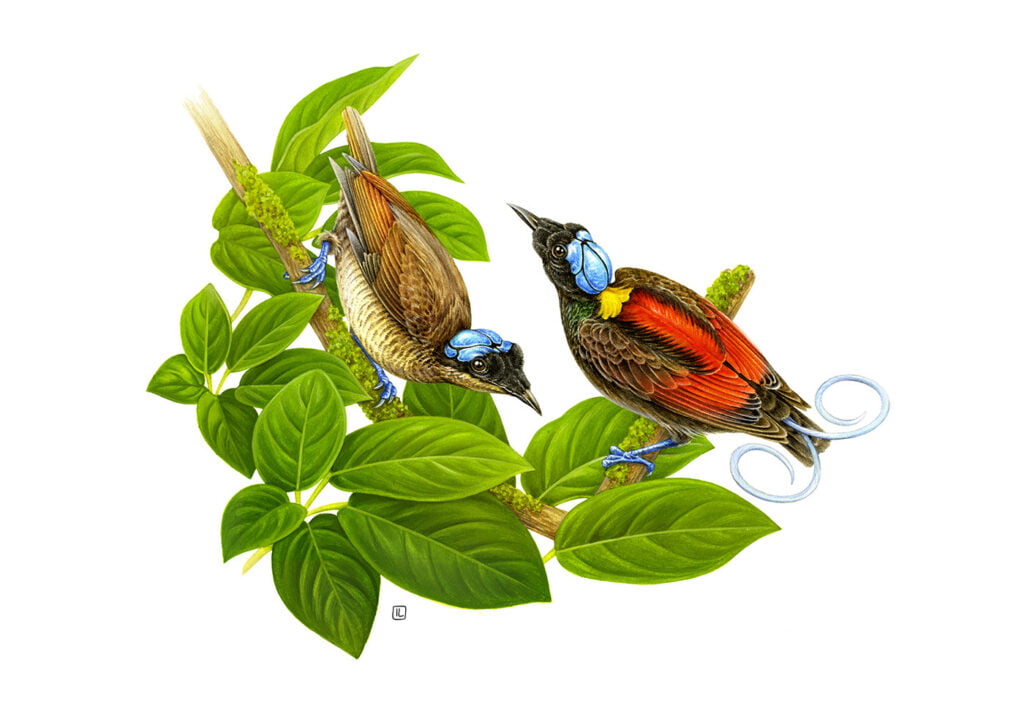 The Art and Science of Bird Illustrations: Where Creativity Meets Precision