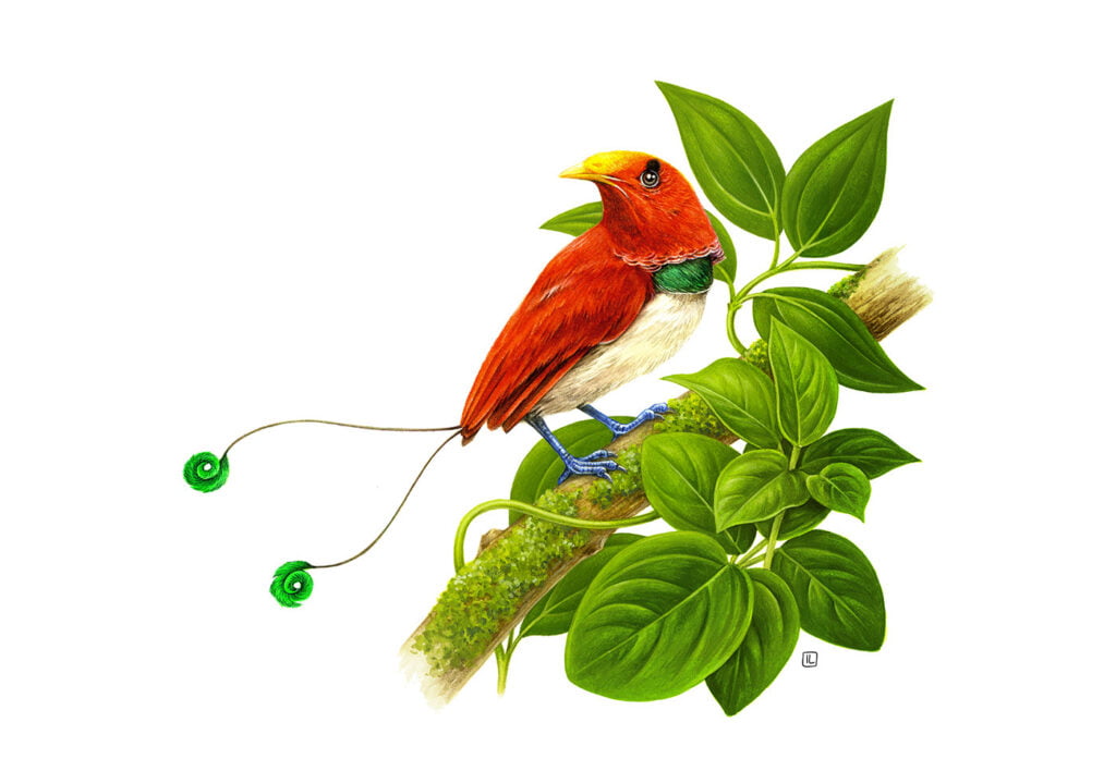 The Art and Science of Bird Illustrations: Where Creativity Meets Precision