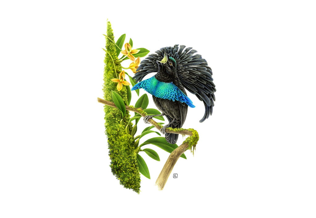 The Art and Science of Bird Illustrations: Where Creativity Meets Precision