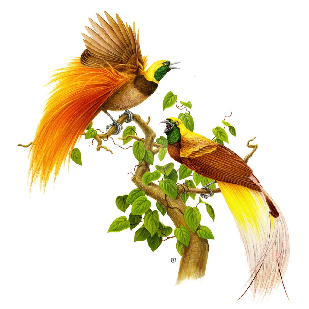 The Art and Science of Bird Illustrations: Where Creativity Meets Precision