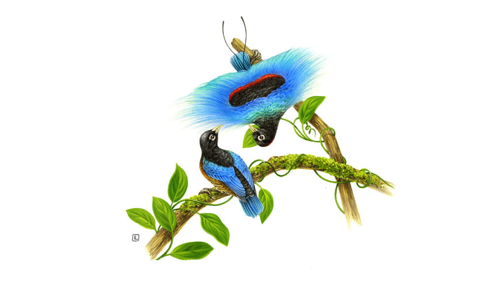 The Art and Science of Bird Illustrations: Where Creativity Meets Precision