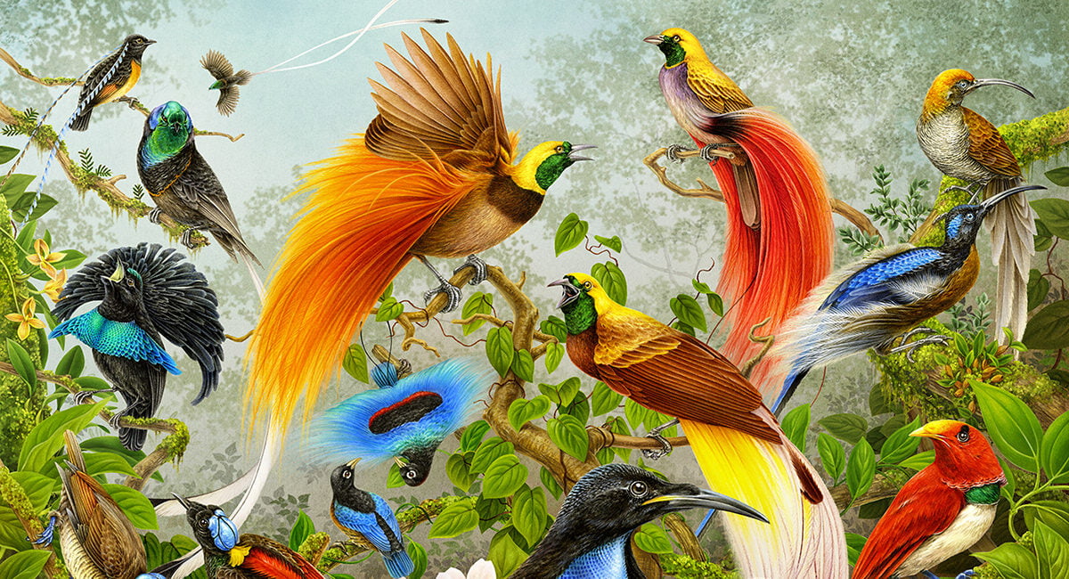 The Art and Science of Bird Illustrations